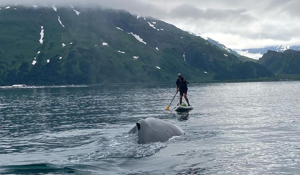 NextImg:See how an Alaska paddleboarder escaped a close encounter with a humpback whale