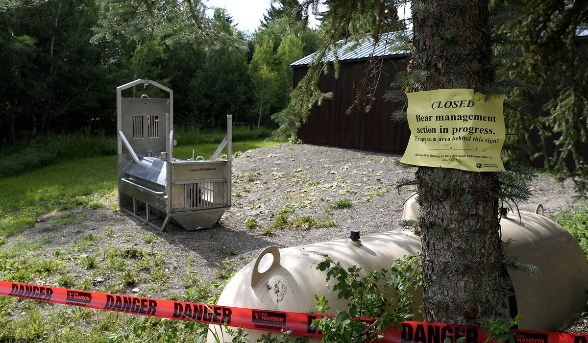 NextImg:Authorities search for grizzly bear that killed woman near Yellowstone National Park