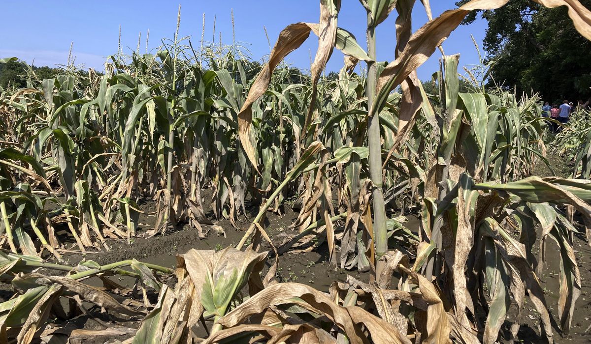 NextImg:Vermont farmers are urged to document crop losses from flooding