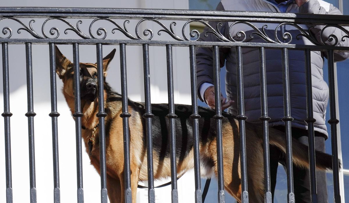 NextImg:Biden’s dog Commander has bitten Secret Service officers 10 times in four months, records show