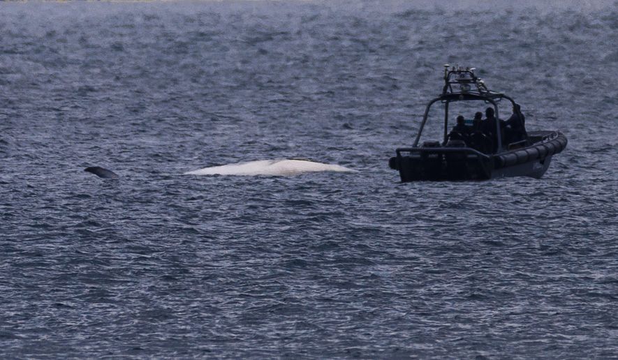 The carcass of a Bryde's whale is seen in the waters of Hong Kong, Monday, July 31, 2023. (AP Photo/Louise Delmotte)