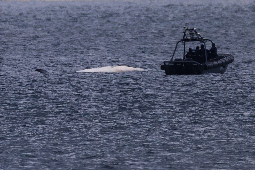 The carcass of a Bryde's whale is seen in the waters of Hong Kong, Monday, July 31, 2023. (AP Photo/Louise Delmotte)