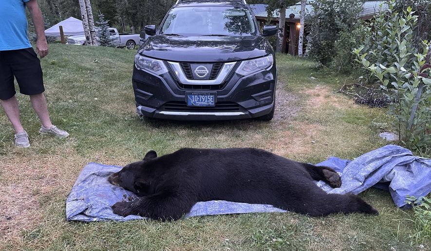 The body of black bear is seen after being dragged outside after being shot and killed when the it broke into a house early Thursday morning, Aug 3, 2023, in Luther, Montana. (Seeley Oblander via AP)