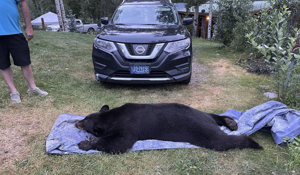 NextImg:Black bear shot and killed by Montana man in his living room after break-in