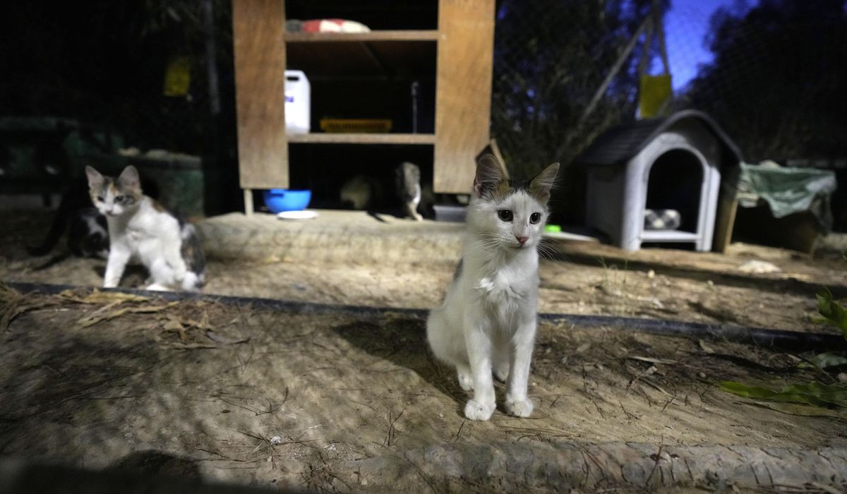 NextImg:Cyprus allows human COVID-19 medications to be used against deadly virus mutation in cats