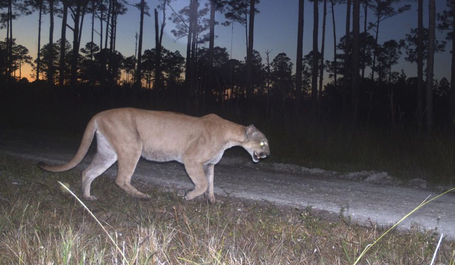 This 2017 photo from a U.S. Fish and Wildlife Service motion-activated camera shows a Florida panther at Florida Panther National Wildlife Refuge. Fifty years after the Endangered Species Act took effect, environmental advocates and scientists say the law is as essential as ever. Habitat loss, pollution, climate change and disease are putting an estimated 1 million species worldwide at risk. (U.S. Fish and Wildlife Service via AP)