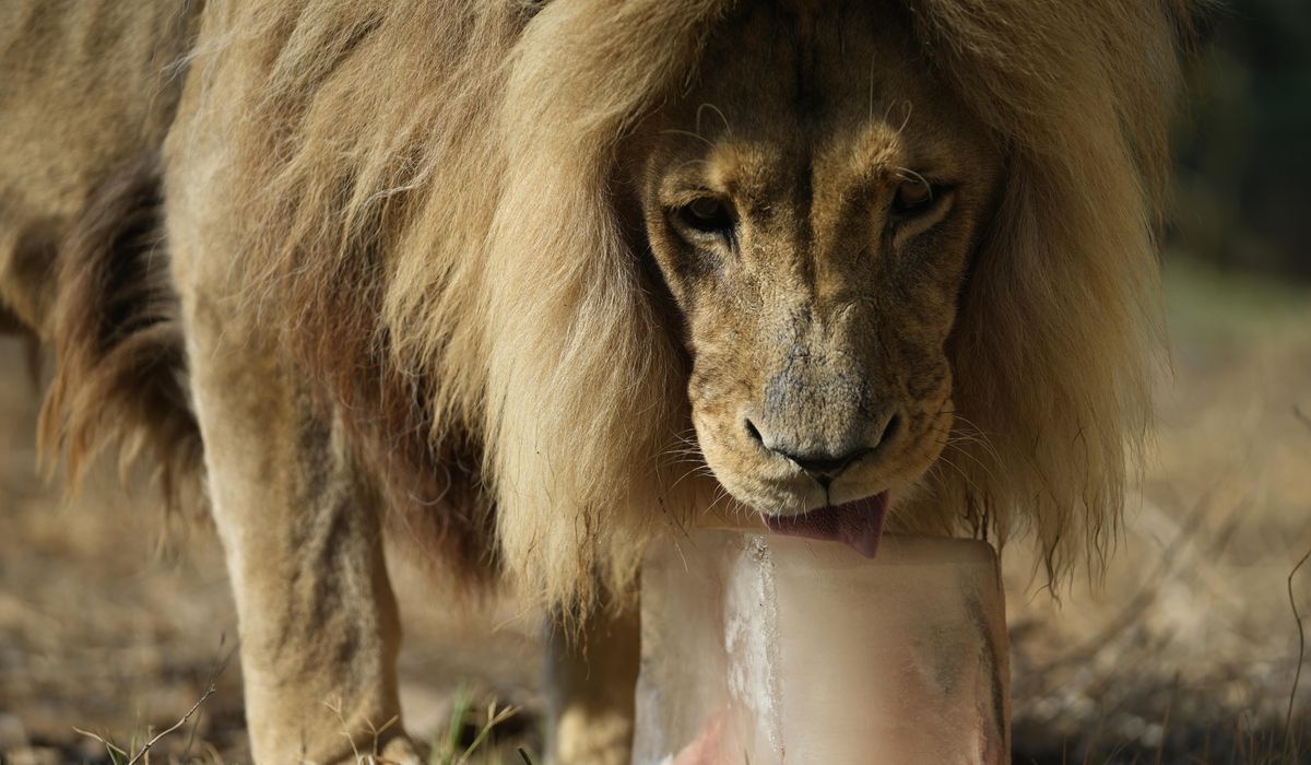 NextImg:Greek zoo serves up frozen meals to animals to help them beat the heat
