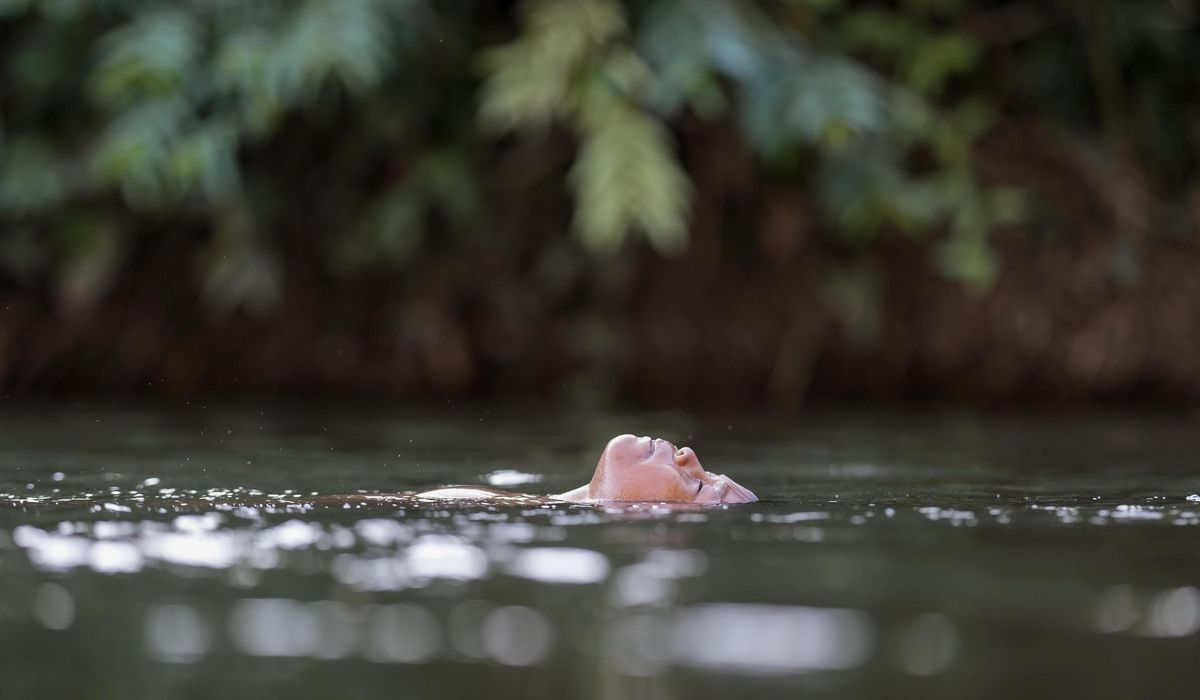 NextImg:An Indigenous leader has inspired an Amazon city to grant personhood to an endangered river