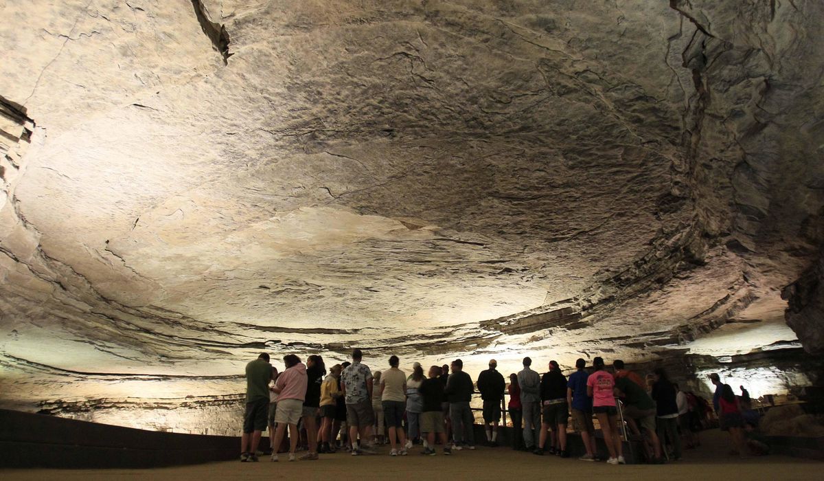 NextImg:Ancient shark species identified from fossil found in Mammoth Cave National Park