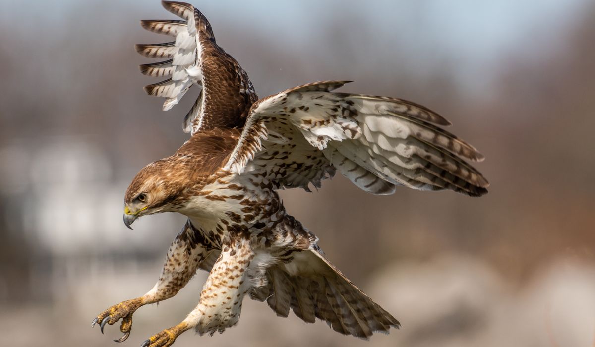 NextImg:Texas woman survives snake, hawk attack