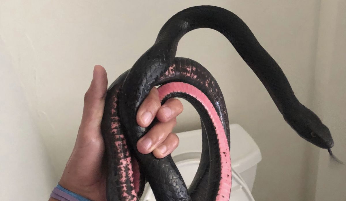 NextImg:Snake in a toilet: Arizona homeowner finds a slithering visitor where she least expects it