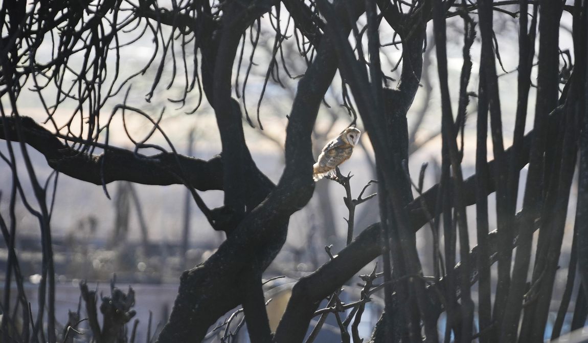 An owl sits in a burnt tree, Saturday, Aug. 12, 2023, in Lahaina, Hawaii. (AP Photo/Rick Bowmer)