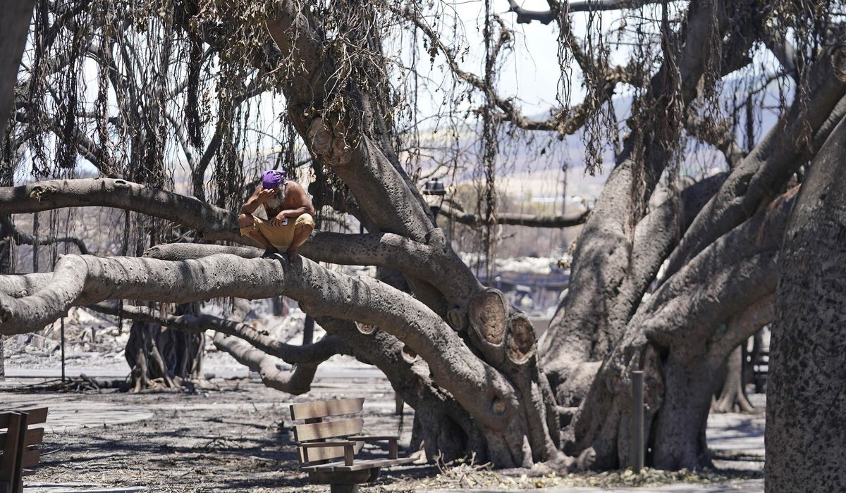 NextImg:150-year-old banyan tree damaged in the Lahaina fire now sprouting leaves
