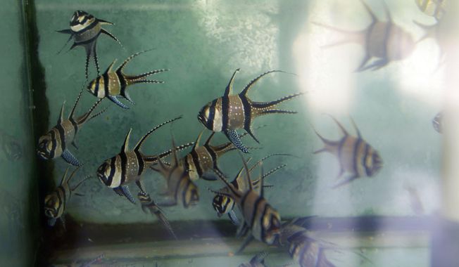 FILE - Banggai cardinalfish swim in a tank at an export warehouse in Denpasar, Bali, Indonesia, April 12, 2021. The federal government is looking to ban importation and exportation of the species of tropical fish that conservation groups have long said is exploited by the pet trade. (AP Photo/Alex Lindbloom, File)