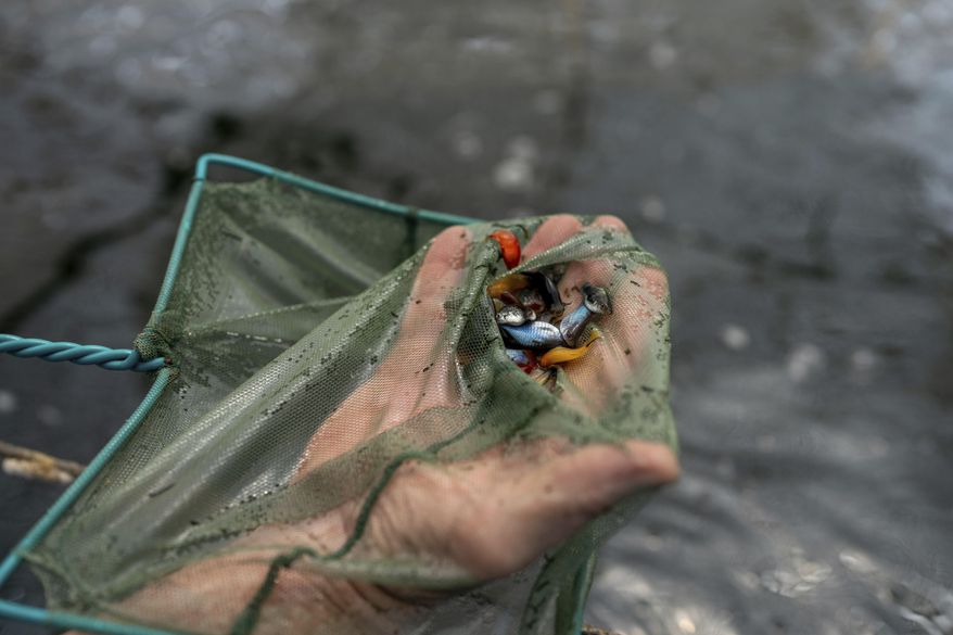 An Israeli fish farmer holds fry in the Jewish settlement of Ro'i in the northern Jordan Valley, West Bank, on Friday, August 11, 2023. In the occupied West Bank, where Israeli water pipes don’t reach, Palestinians say they can't get enough water to irrigate their farms. By comparison, the neighboring Jewish settlements look like an oasis with swimming pools. (AP Photo/Ohad Zwigenberg)