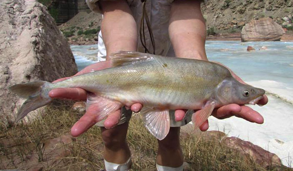 NextImg:Chemical treatment to be deployed against invasive fish in Colorado River