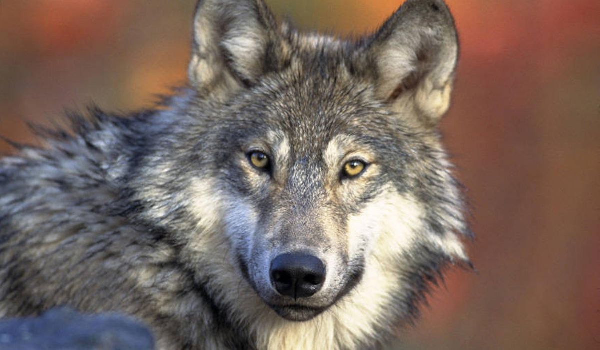 NextImg:Legislators press DNR policy board appointees on wolves, pollution, sandhill crane hunt