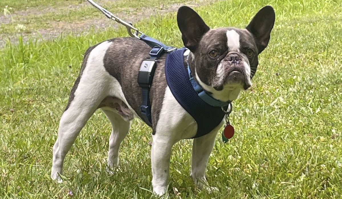 NextImg:Woman abandoned dog at airport before flying to resort, officials say