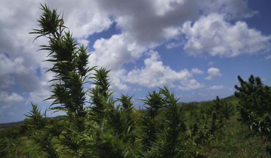 Marijuana plants blow in the wind on the Ras Freeman Foundation for the Unification of Rastafari farm and sacred grounds in Liberta, Antigua, May 13, 2023. Bahamas unveiled several bills on Aug. 24, 2023 aimed at legalizing marijuana for medical and religious purposes, following in the steps of other Caribbean nations that have taken similar action, including Antigua, which decriminalized the use of marijuana for the general public in 2023. (AP Photo/Jessie Wardarski, File)