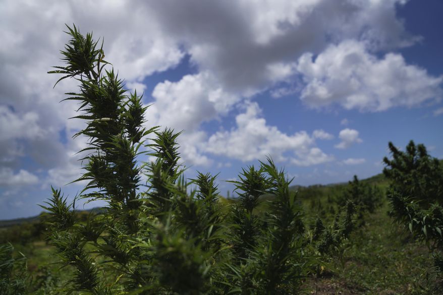 Marijuana plants blow in the wind on the Ras Freeman Foundation for the Unification of Rastafari farm and sacred grounds in Liberta, Antigua, May 13, 2023. Bahamas unveiled several bills on Aug. 24, 2023 aimed at legalizing marijuana for medical and religious purposes, following in the steps of other Caribbean nations that have taken similar action, including Antigua, which decriminalized the use of marijuana for the general public in 2023. (AP Photo/Jessie Wardarski, File)