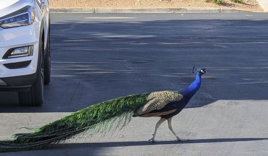 This undated photo provided by Felicity Carter shows Pete, a Las Vegas neighborhood peacock that was killed with a hunter's bow and arrow in August 2023. Authorities are trying to find who was behind it. (Felicity Carter via AP)