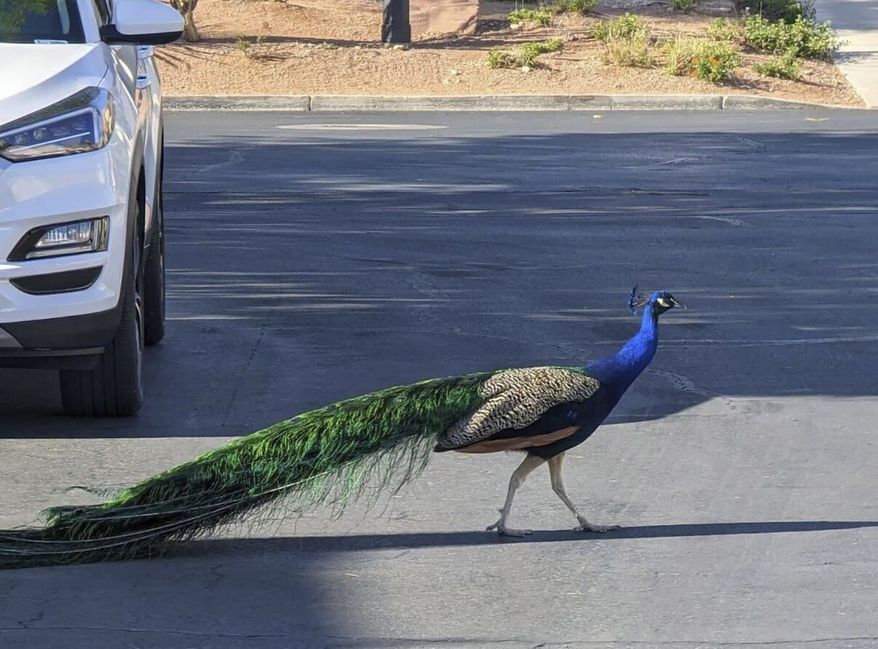 This undated photo provided by Felicity Carter shows Pete, a Las Vegas neighborhood peacock that was killed with a hunter's bow and arrow in August 2023. Authorities are trying to find who was behind it. (Felicity Carter via AP)