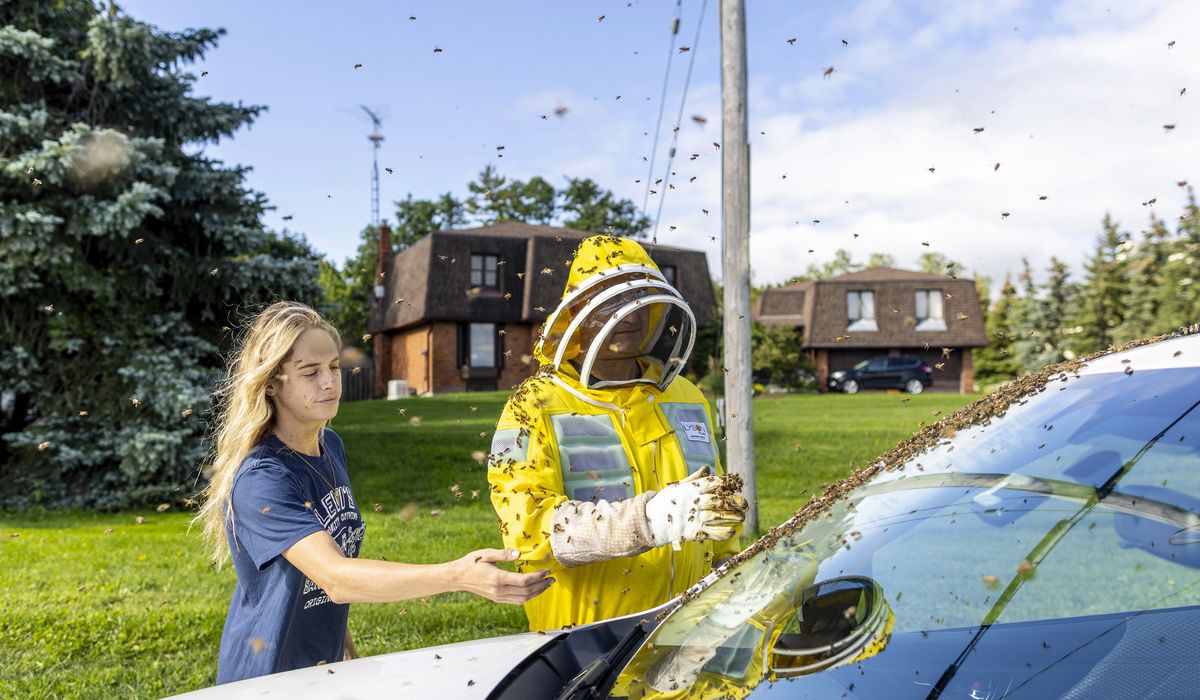 NextImg:5 million bees unleashed after crates carrying their hives fall off a truck in Ontario, Canada