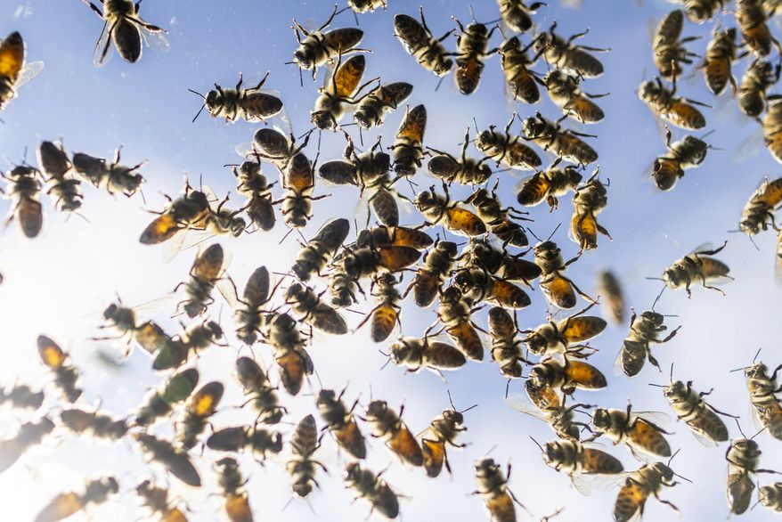 Bees buzz around after a truck carrying bee hives swerved on Guelph Line road causing the hives to fall and release bees in Burlington, Ontario, on Wednesday, Aug. 30, 2023. (Carlos Osorio/The Canadian Press via AP)