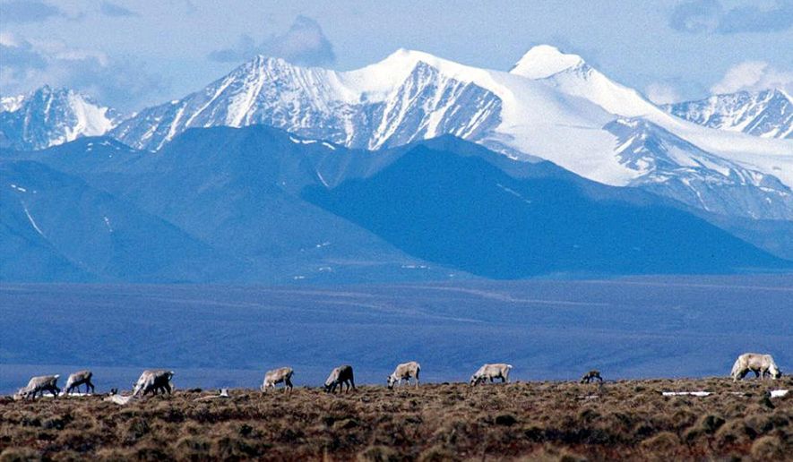 FILE - Caribou graze in the Arctic National Wildlife Refuge in Alaska, on June 1, 2001. In an aggressive move that angered Republicans, the Biden administration on Wednesday, Sept. 6, 2023, canceled seven oil and gas leases in Alaska's Arctic National Wildlife Refuge, overturning sales held in the Trump administration's waning days, and proposed stronger protections against oil drilling in 13 million acres of wilderness in the state's National Petroleum Reserve. (AP Photo/File)