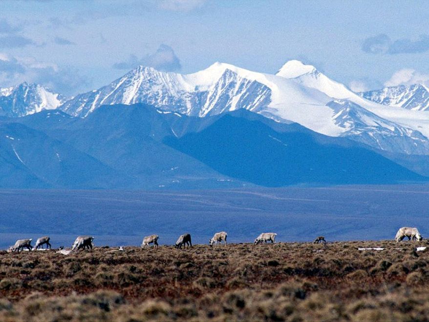 FILE - Caribou graze in the Arctic National Wildlife Refuge in Alaska, on June 1, 2001. In an aggressive move that angered Republicans, the Biden administration on Wednesday, Sept. 6, 2023, canceled seven oil and gas leases in Alaska's Arctic National Wildlife Refuge, overturning sales held in the Trump administration's waning days, and proposed stronger protections against oil drilling in 13 million acres of wilderness in the state's National Petroleum Reserve. (AP Photo/File)