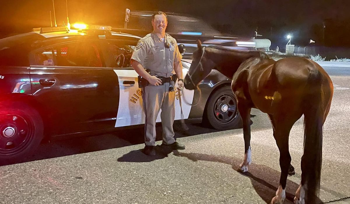 NextImg:Horse rider arrested by California Highway Patrol for allegedly being soused in the saddle