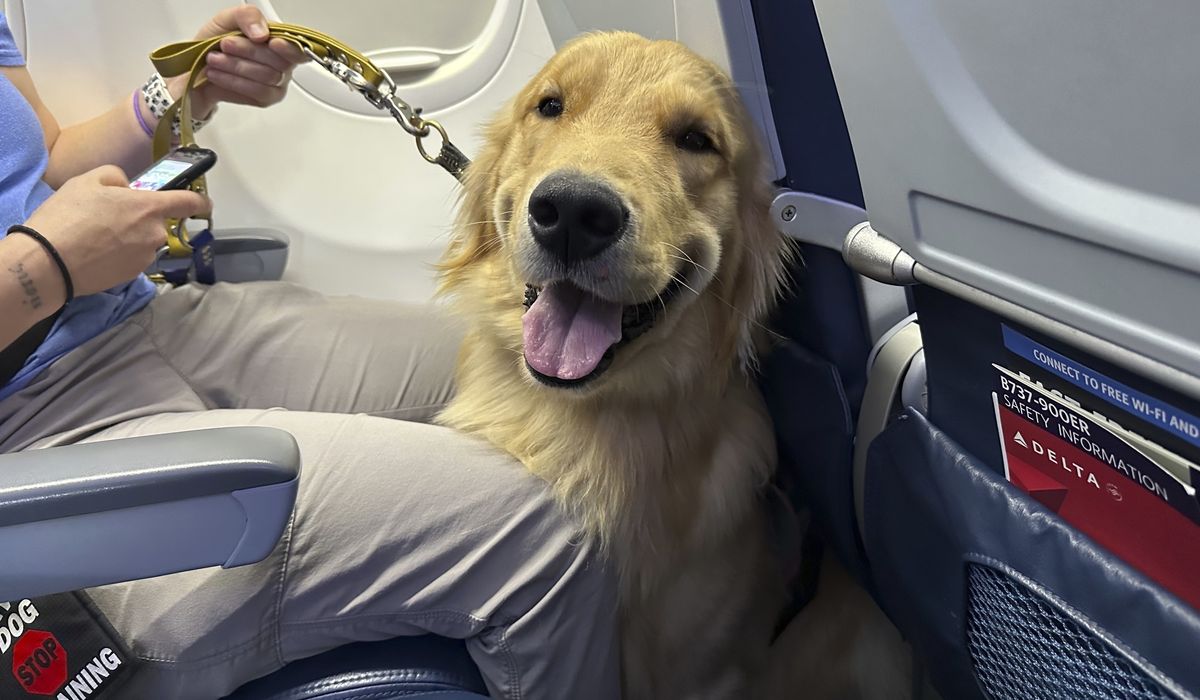 NextImg:Puppies training to be future assistance dogs earn their wings at Detroit-area airport