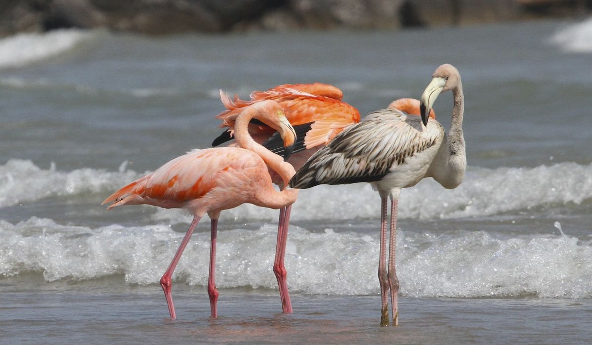 NextImg:Flamingos in Wisconsin? Tropical birds visit Lake Michigan beach in a first for the northern state