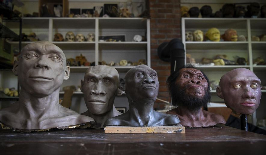 Busts of Neanderthal and hominins line a table at the studio of paleoartist John Gurche in Trumansburg, N.Y., Wednesday, May 31, 2023. Along with more fossils and artifacts, DNA findings are pointing us to a challenging idea: We're not so special. For most of human history we shared the planet with other kinds of early humans — and those now-extinct groups were a lot like us. (AP Photo/Heather Ainsworth)