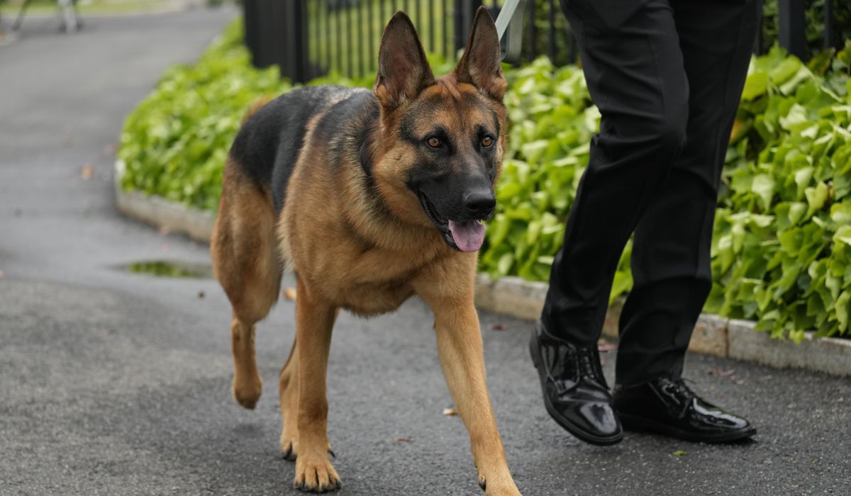 NextImg:Down, boy: Biden’s dog Commander on a biting spree