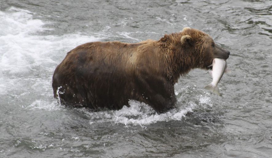 A brown bear walks to a sandbar to eat a salmon it had just caught at Brooks Falls in Katmai National Park and Preserve, Alaska on July 4, 2013. Alaska's most watched popularity contest, picking your favorite brown bear which has been fattened up for winter by noshing on salmon they just caught in the park, could become a victim if the federal government shuts down Oct. 1, 2023. (AP Photo/Mark Thiessen, File)