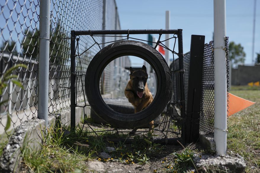 A puppy Belgian Malinois runs through a circuit during its training at the Mexican Army and Air Force Canine Production Center in San Miguel de los Jagueyes, Mexico, Tuesday, Sept. 26, 2023. A U.S. military bomb dog, Yyacob (not pictured), has been reunited in retirement with his handler of two years, U.S. Army Staff Sgt. Peyton May, after being apart since 2022. (AP Photo/Eduardo Verdugo)