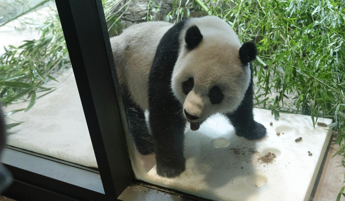 NextImg:Panda diplomacy: The departure of D.C.’s beloved pandas may signal a wider Chinese pullback