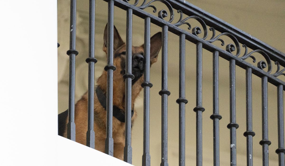 NextImg:Biden’s dog Commander no longer at White House after biting incidents