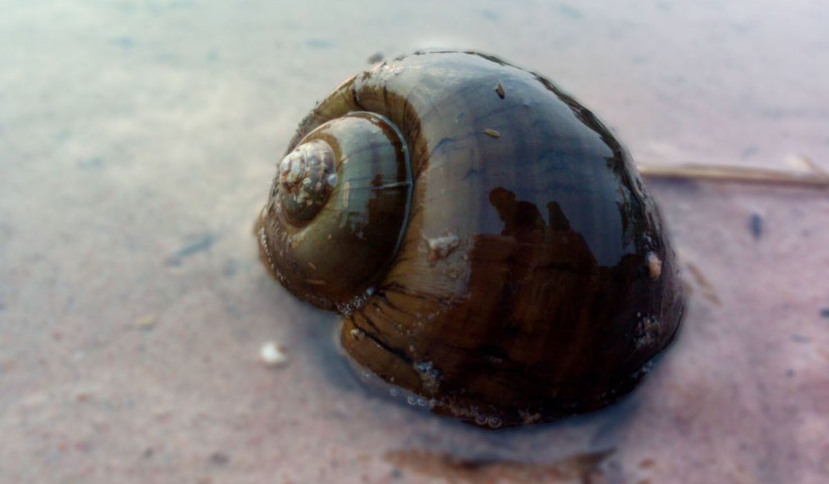 NextImg:Invasive snail species that poses health risks to humans confirmed in North Carolina