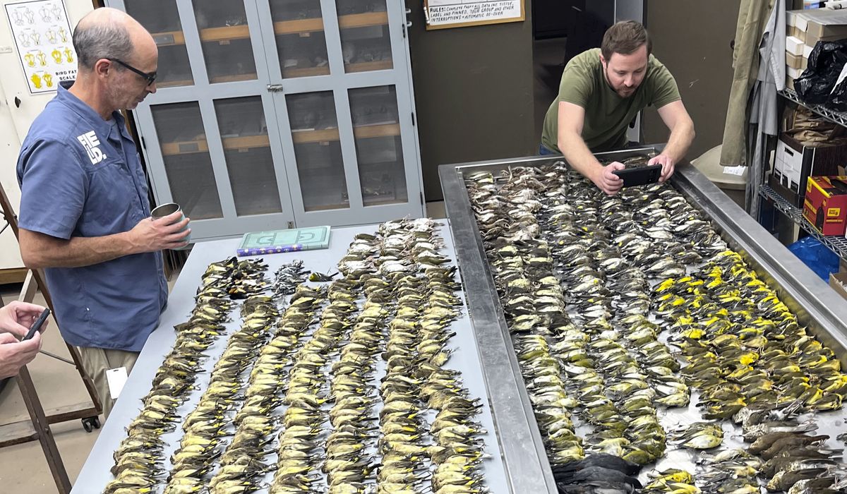 NextImg:Nearly 1,000 songbirds died colliding with the lit-up windows of a Chicago convention center