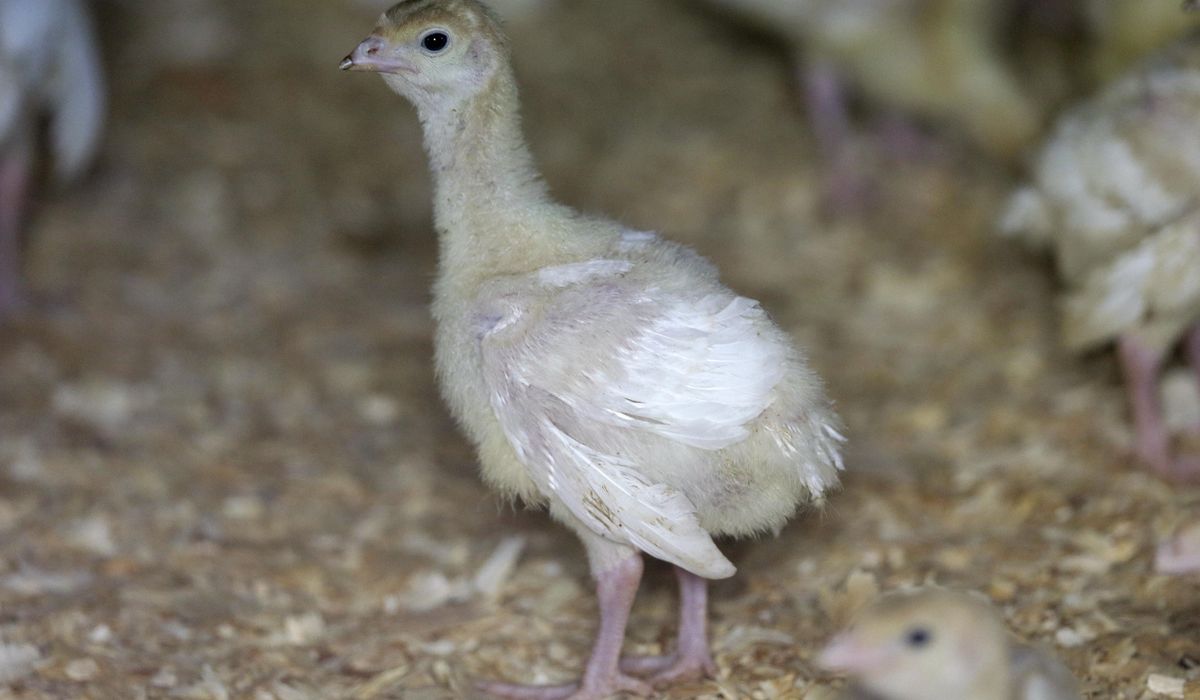 NextImg:Deadly bird flu reappears in U.S. commercial poultry flocks in Utah, South Dakota