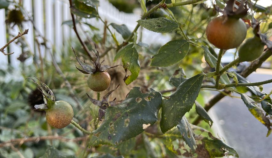 This Oct. 2, 2023, image provided by Jessica Damiano shows maturing hips on a rose shrub on Long Island, NY. (Jessica Damiano via AP)
