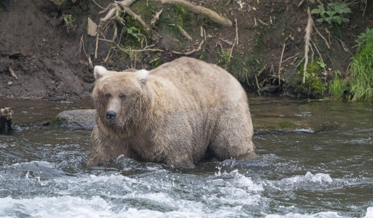NextImg:Fat Bear Week has a champion: Salmon-devouring 128 Grazer