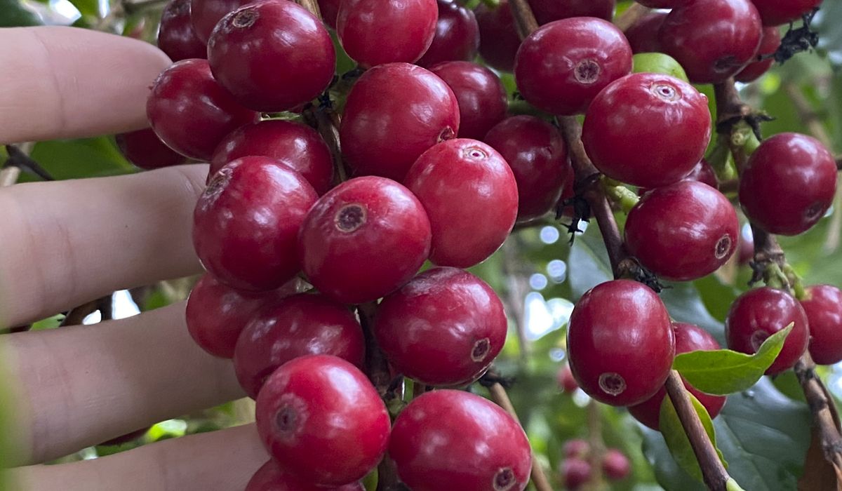 NextImg:How to grow your cup of coffee, indoors