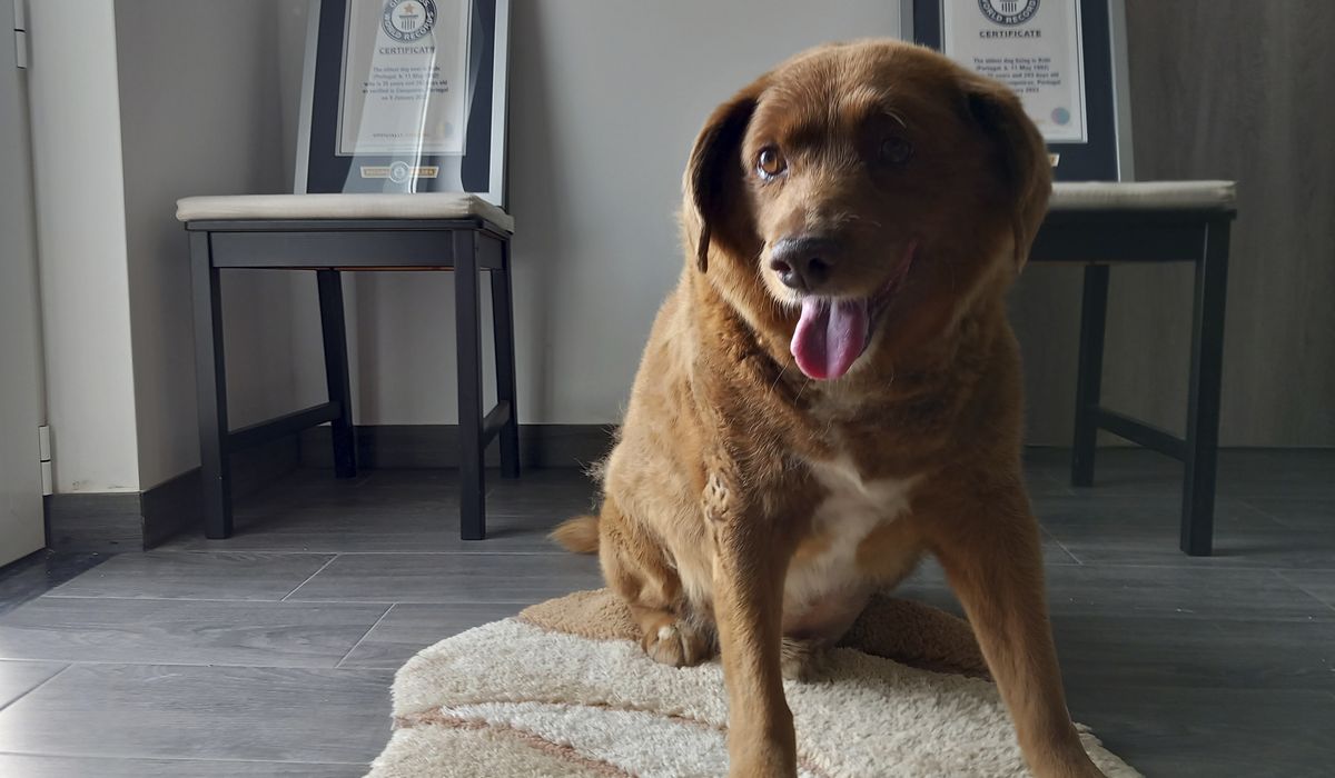 NextImg:Bobi, the world’s oldest dog ever, dies