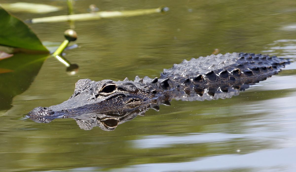 NextImg:70 coins removed from alligator’s stomach at Nebraska zoo
