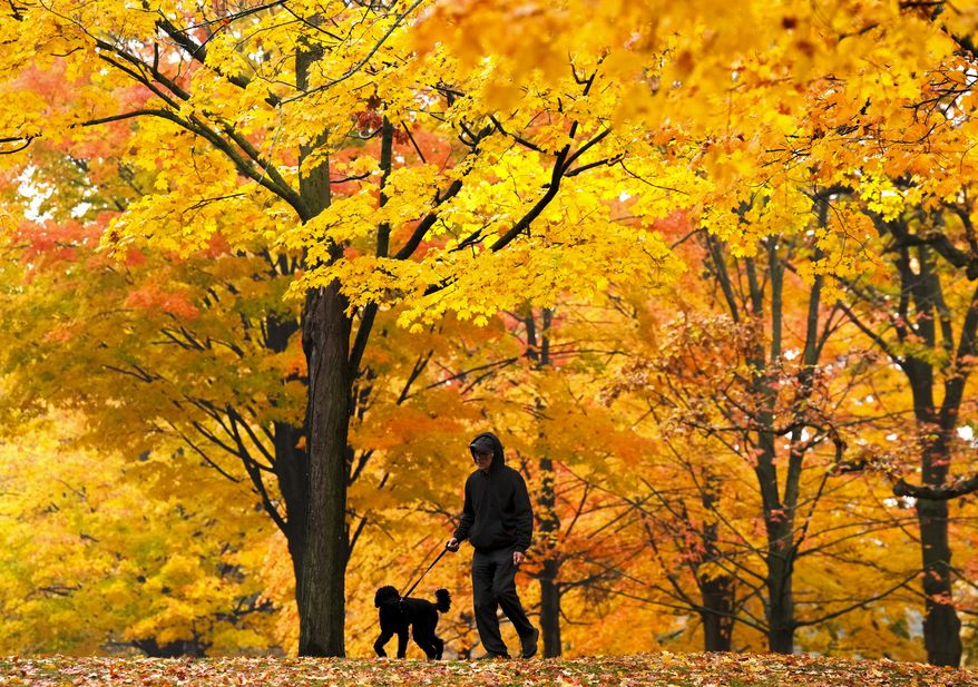 A man walks his dog among the fall colors on a rainy day in High Park in Toronto, Thursday, Oct. 26, 2023. (Nathan Denette/The Canadian Press via AP)