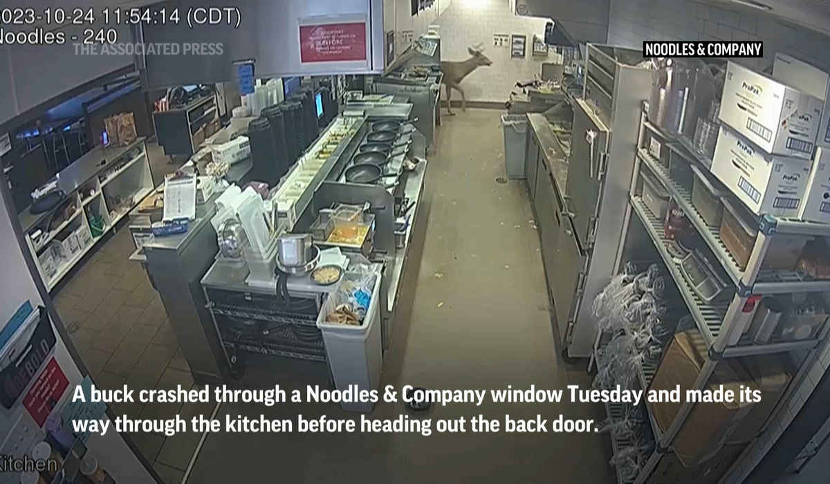 NextImg:Buck crashes through the window of a Noodles & Company in Wisconsin