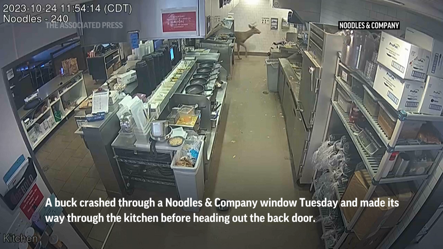 Surveillance footage shows a buck charging into the crowded restaurant around lunchtime, prompting diners to scatter. Video credit: Noodles & Company via AP.